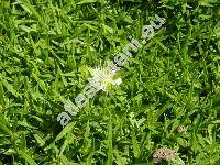 Minuartia stellata (Clarke) Maire et Petitm. (Cherleria stellata Clarke, Arenaria stellata Fer., Alsine stellata Fer.)