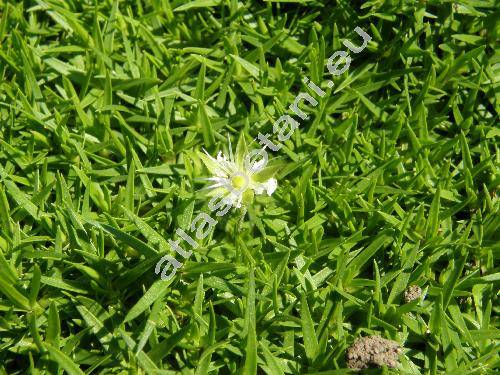 Minuartia stellata (Clarke) Maire et Petitm. (Cherleria stellata Clarke, Arenaria stellata Fer., Alsine stellata Fer.)