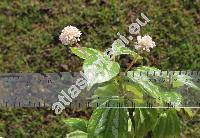 Pilea cadierei Gagnep. et Guill.