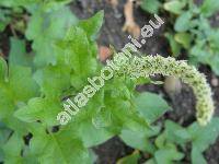 Chenopodium bonus-henricus L. (Blitum bonus-henricus L.)