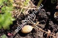 Asparagus densiflorus (Kunth) Jess.