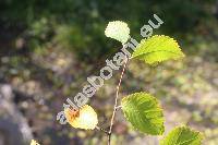 Ulmus minor Mill. (Ulmus carpinifolia Gled., Ulmus campestris L.)