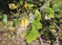 Ulmus minor Mill. (Ulmus carpinifolia Gled., Ulmus campestris L.)