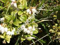 Vaccinium vitis-idaea L. (Rhodococcum vitis-idaea (L.) Avrorin)