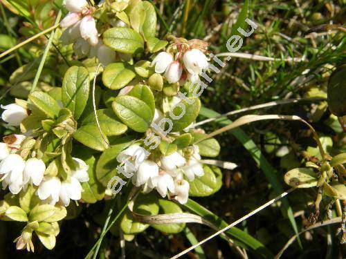 Vaccinium vitis-idaea L. (Rhodococcum vitis-idaea (L.) Avrorin)