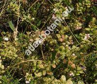 Vaccinium vitis-idaea L. (Rhodococcum vitis-idaea (L.) Avrorin)