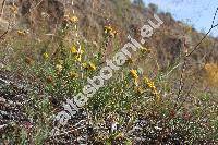 Aster linosyris (L.) Bernh. (Linosyris vulgaris DC., Crinitina linosyris (L.) Sojk, Chrysocoma linosyris L., Galatella linosyris (L.) Reich., Crinitaria linosyris (L.) Less.)