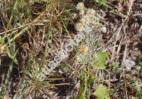 Aster linosyris (L.) Bernh. (Linosyris vulgaris DC., Crinitina linosyris (L.) Sojk, Chrysocoma linosyris L., Galatella linosyris (L.) Reich., Crinitaria linosyris (L.) Less.)