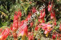 Aquilegia canadensis 'Little Lanterns'