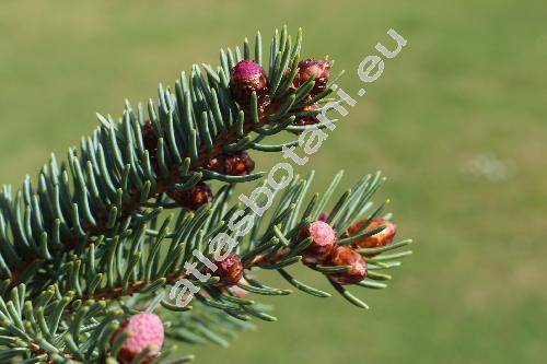 Picea glauca (Moench) Voss (Pinus glauca Moench, Picea albertiana Brown, Picea canadensis (Michx.) Link.)
