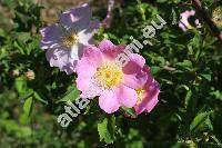 Rosa canina L. (Rosa canina agg.)