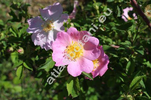 Rosa canina L. (Rosa canina agg.)
