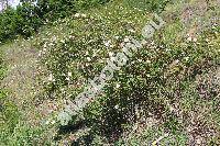 Rosa canina L. (Rosa canina agg.)