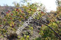 Rosa canina L. (Rosa canina agg.)