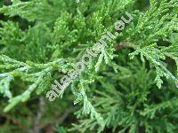 Juniperus sabina L.