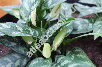 Aglaonema 'Treubii' (Aglaonema treubii Engl. - unresolved)