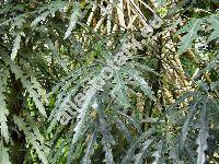 Schefflera elegantissima (Veitch ex Mast.) Lowry et Frod. (Dizygotheca elegantissima Vig. et Guill., Aralia elegantissima Veitch ex Mast., Plerandra elegantissima (Veitch ex Mast.) Lowry et Frod.)
