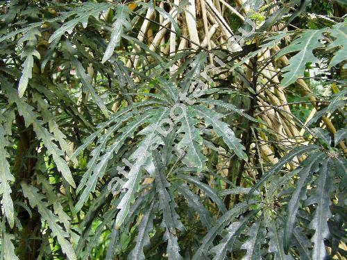 Schefflera elegantissima (Veitch ex Mast.) Lowry et Frod. (Dizygotheca elegantissima Vig. et Guill., Aralia elegantissima Veitch ex Mast., Plerandra elegantissima (Veitch ex Mast.) Lowry et Frod.)