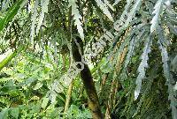 Schefflera elegantissima (Veitch ex Mast.) Lowry et Frod. (Dizygotheca elegantissima Vig. et Guill., Aralia elegantissima Veitch ex Mast., Plerandra elegantissima (Veitch ex Mast.) Lowry et Frod.)