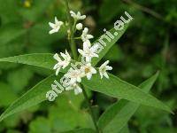 Vincetoxicum hirundinaria Med. (Vincetoxicum officinale Moench, Asclepia vincetoxicum L., Cynanchum vincetoxicum (L.) Pers.)