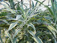 Dracaena deremensis 'Lemon Lime'