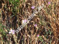 Gypsophila muralis L. (Arenaria)