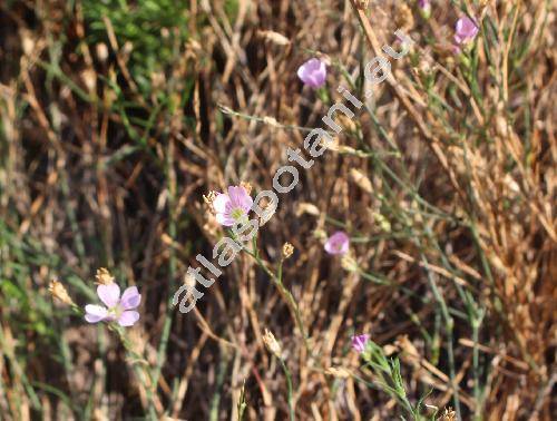 Gypsophila muralis L. (Arenaria)