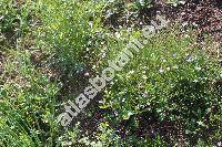 Gypsophila muralis L. (Arenaria)