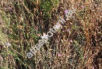 Gypsophila muralis L. (Arenaria)