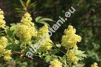 Sambucus racemosa L.