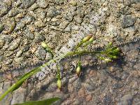 Circaea lutetiana L.