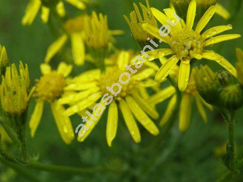Senecio jacobaea L. (Jacobaea vulgaris Moench)