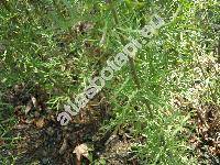 Senecio jacobaea L. (Jacobaea vulgaris Moench)