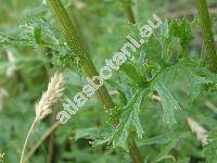 Senecio jacobaea L. (Jacobaea vulgaris Moench)