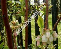 Vaccinium corymbosum L.