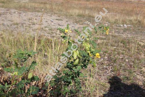 Colutea arborescens L. (Colutea florida Salisb., Colutea hirsuta Roth)