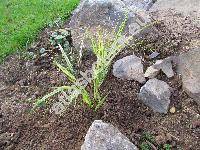 Hakonechloa macra (Munro) Honda (Hakonechloa macra f. aureola (Mak.) Ohwi, Phragmites)