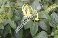 Phygelius aequalis 'Yelow Trumpet' (Phygelius aequalis Harv. ex Hiern)