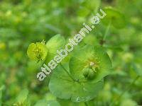 Euphorbia amygdaloides L. (Tithymalus amygdaloides (L.) Hill, Euphorbia  silvatica Jacq.)