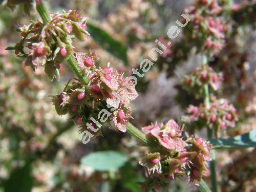 Rumex obtusifolius L. (Lapathum obtusifolium (L.) Moench)