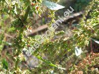 Rumex obtusifolius L. (Lapathum obtusifolium (L.) Moench)