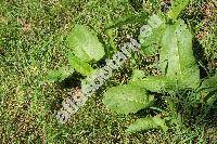 Rumex obtusifolius L. (Lapathum obtusifolium (L.) Moench)