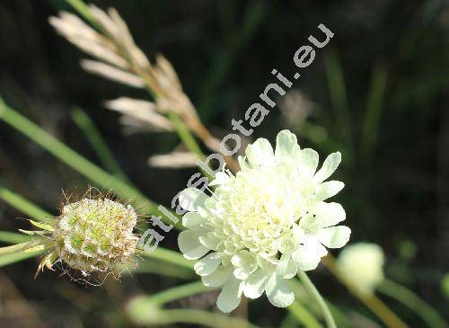 Scabiosa ochroleuca L. (Columbaria  ochroleuca (L.) J. et C. Presl, Asterocephalus ochroleucus (L.) Wallr.)