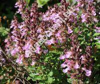 Teucrium chamaedrys L. (Teucrium officinale Lam.,  Chamaedrys officinalis (Lam.) Moench)
