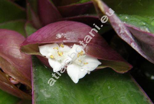 Rhoeo spathacea (Sw.) Stearn (Rhoeo discolor Hance ex Walp., Tradescantia spathacea Sw.)