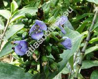Dichorisandra amabilis Grant