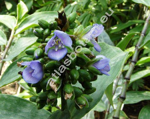 Dichorisandra amabilis Grant