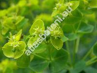 Euphorbia lucida Walds. et Kit. (Tithymalus lucidus (Walds. et Kit.) Klotzsch et Garcke)