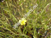 Ranunculus flammula L.
