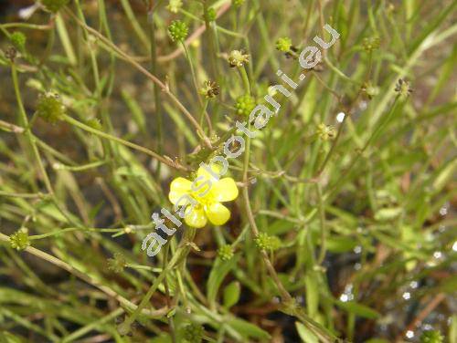 Ranunculus flammula L.